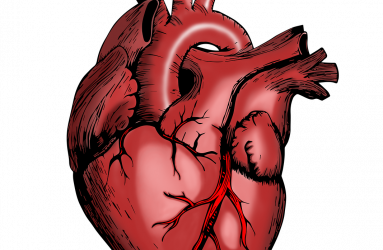 heart-g84c9025d0_1280.png