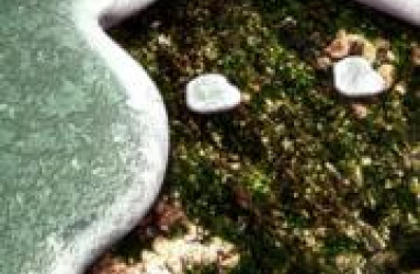 plant_research_125400286.jpg