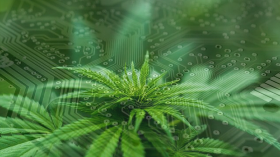 Photo of Cannabis Fruit