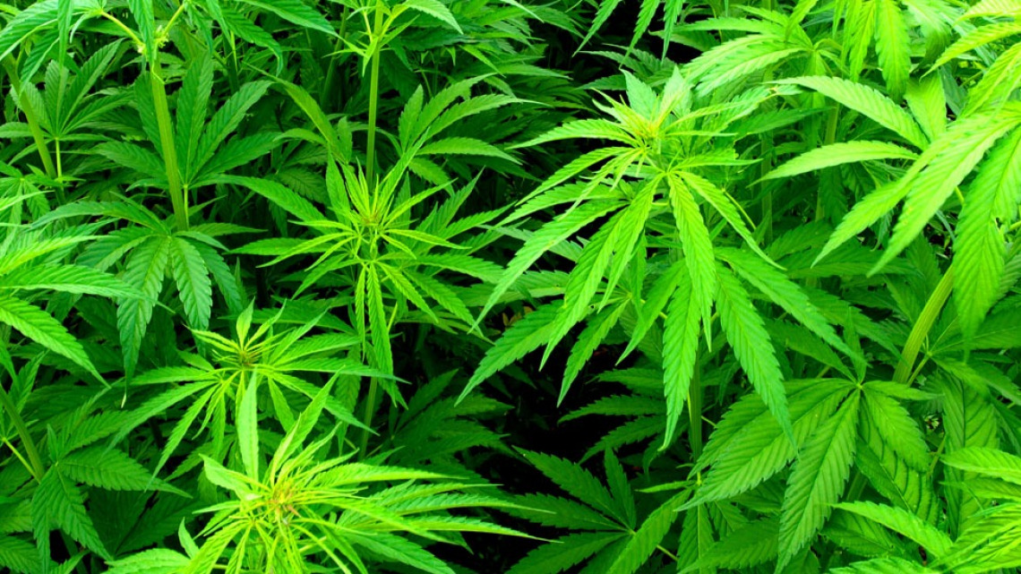 Cannabis